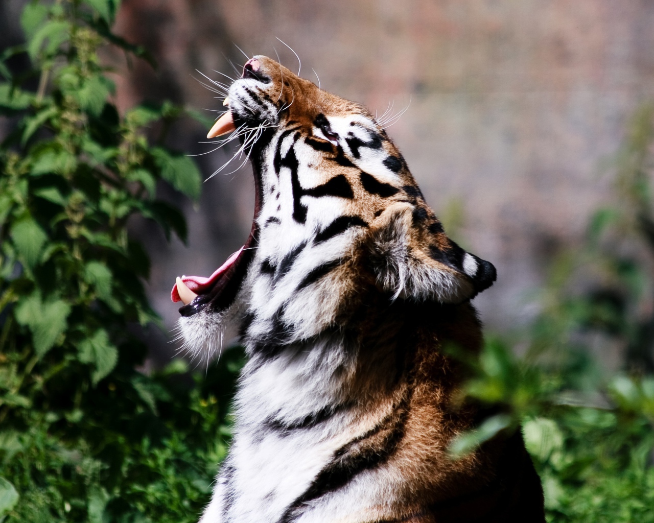 Тигр широко разинул пасть