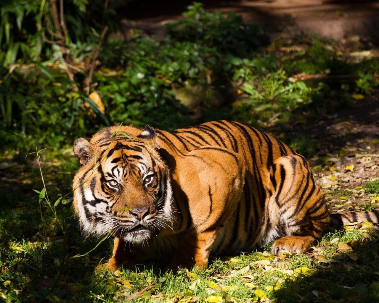 Тигр присел на лапы в траве