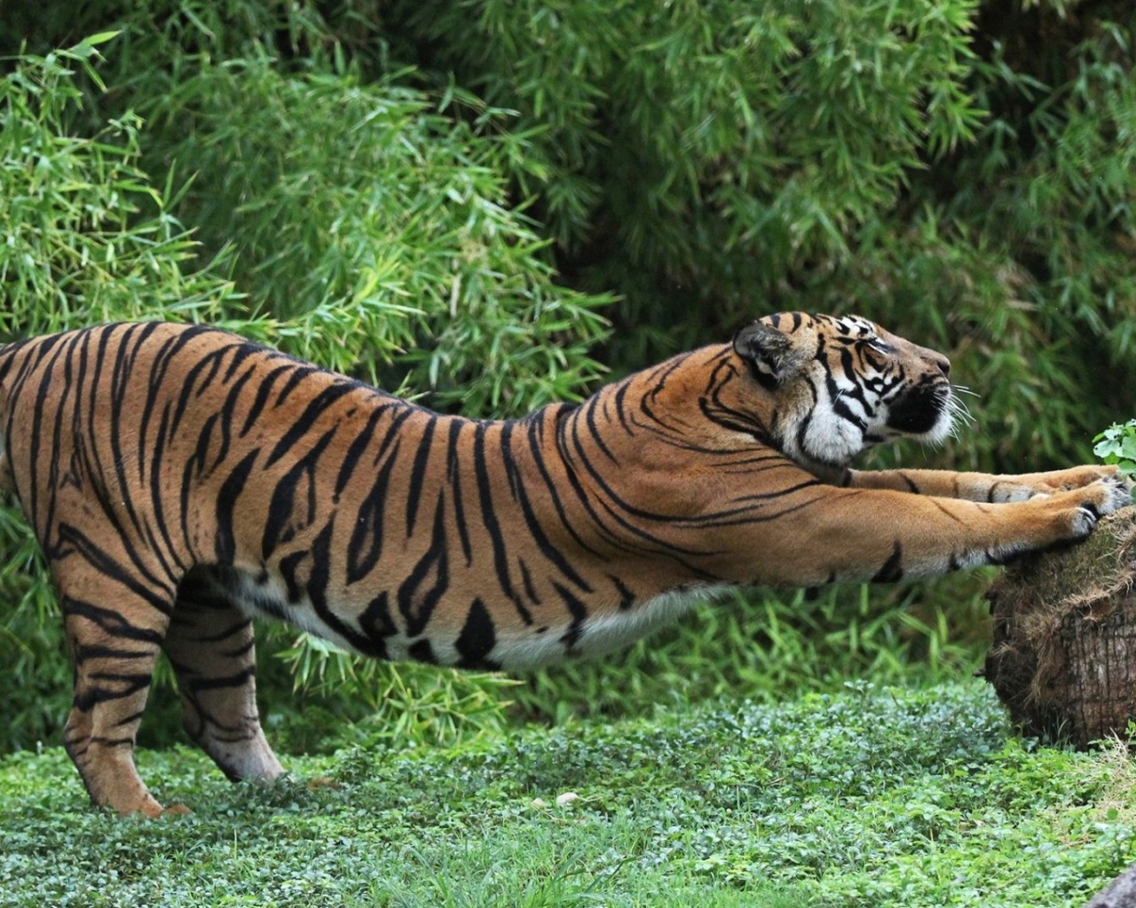 Тигр точит когти