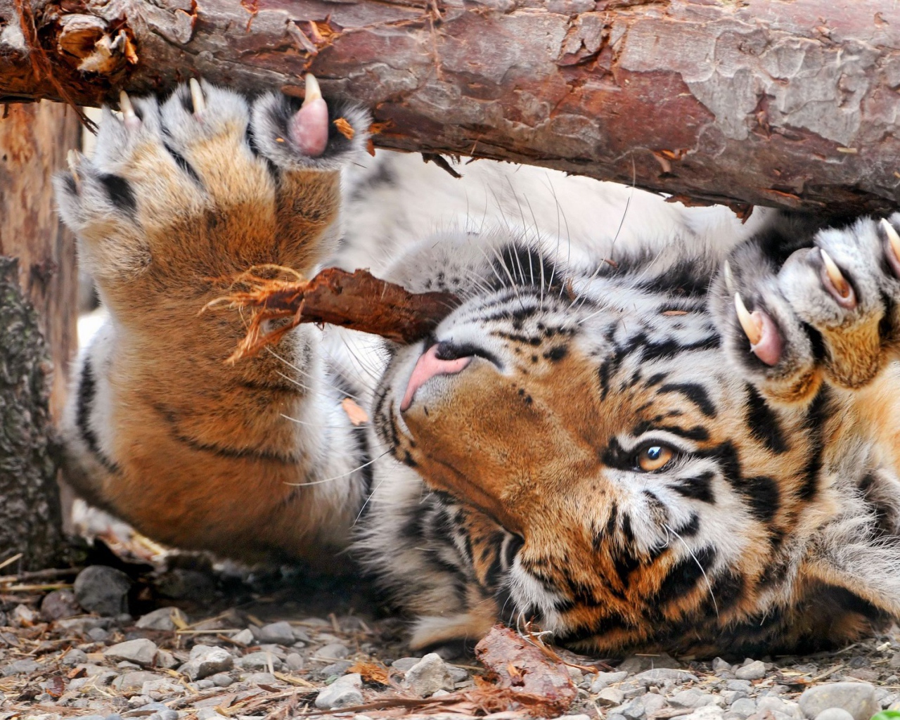 Тигр точит когти лежа на спине
