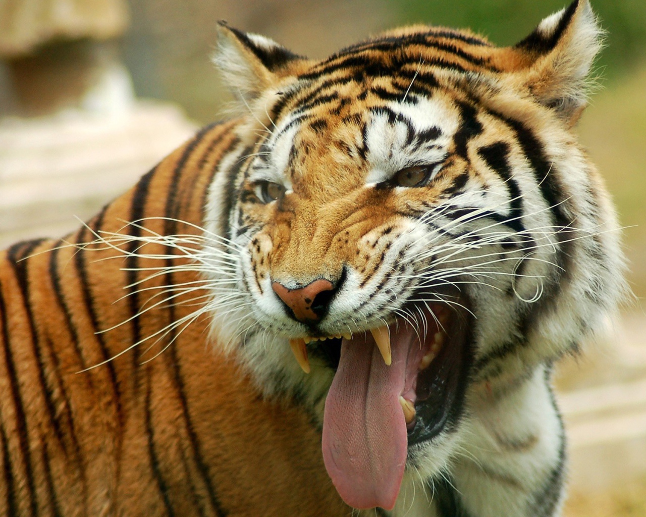Тигр высунул язык