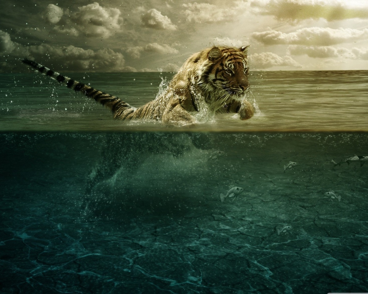 Тигр плывет в воде