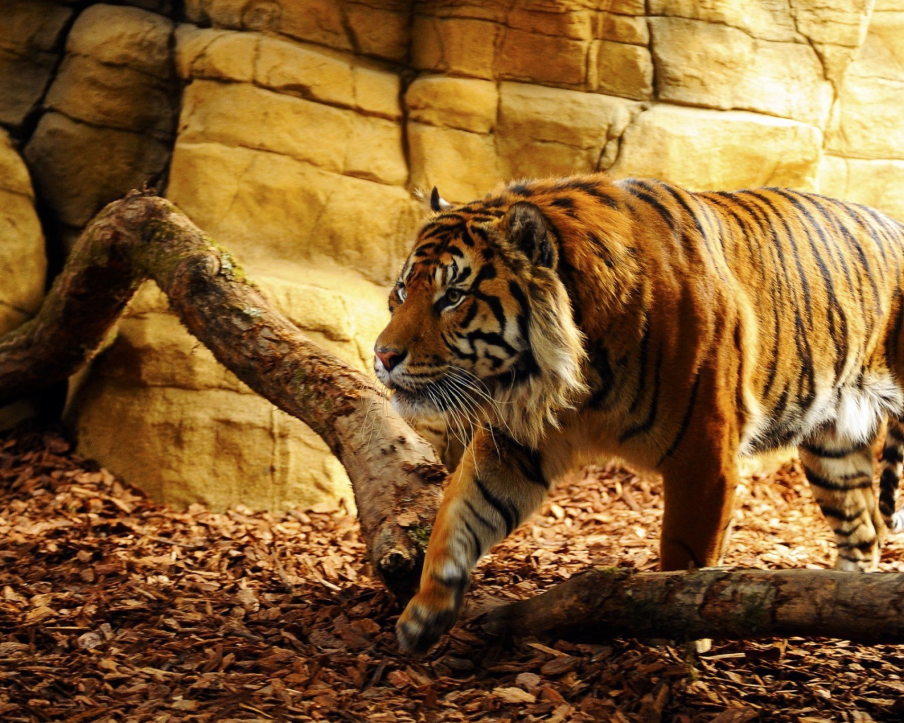 Тигр гуляет по вольеру