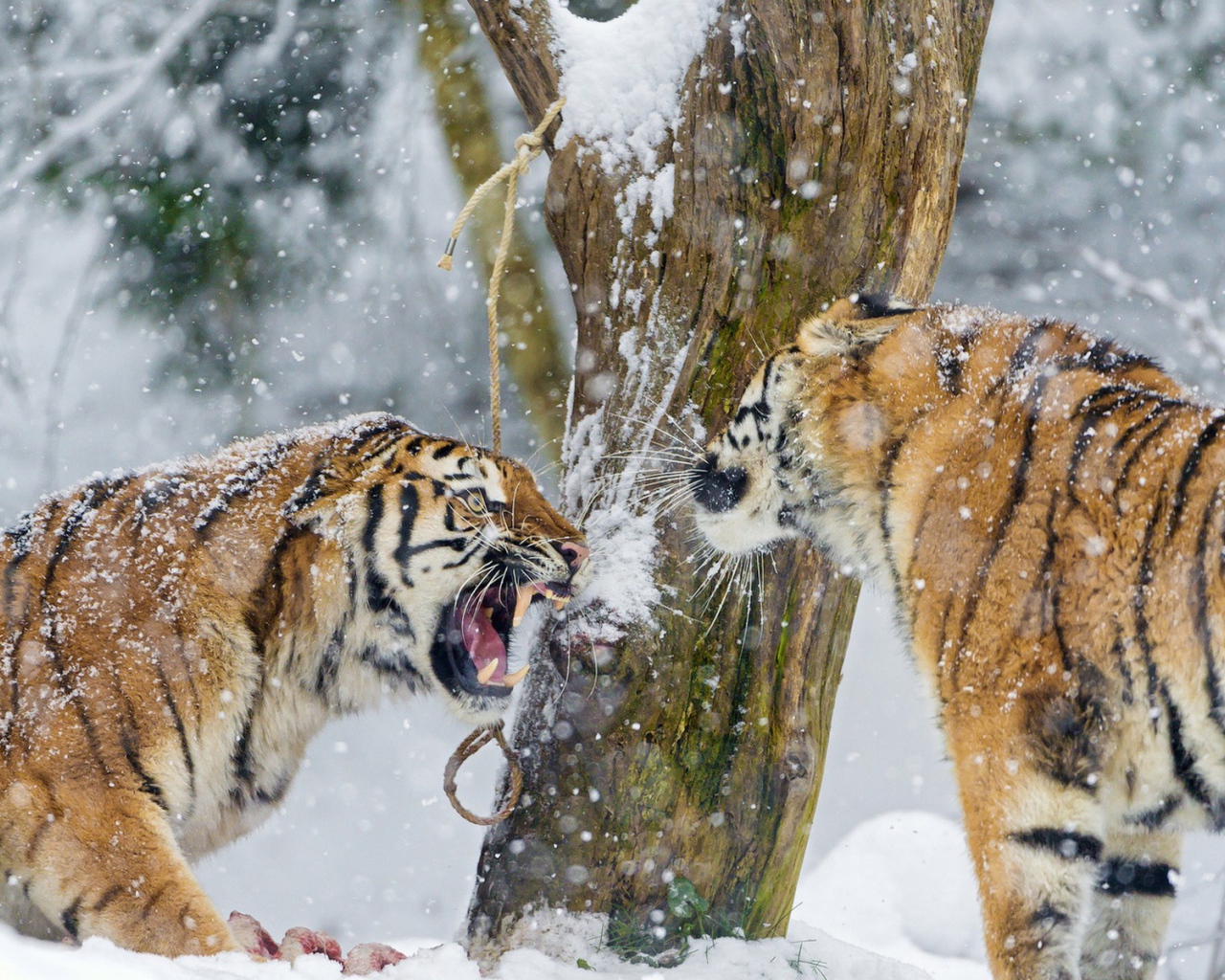 Тигры на снегу выясняют отношения