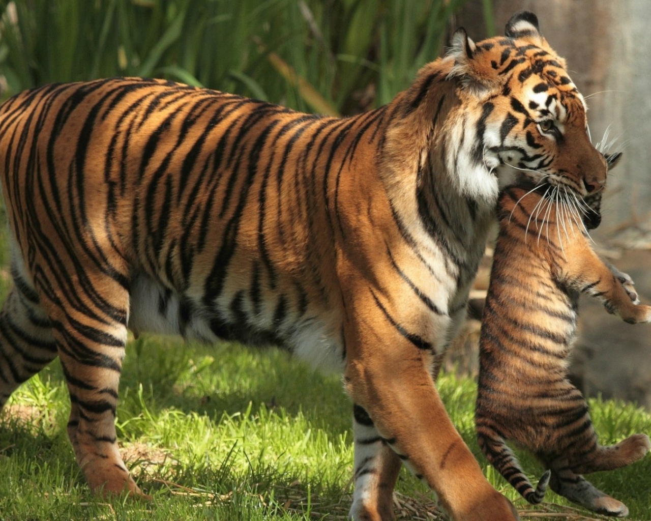 Тигрица держит в зубах тигренка