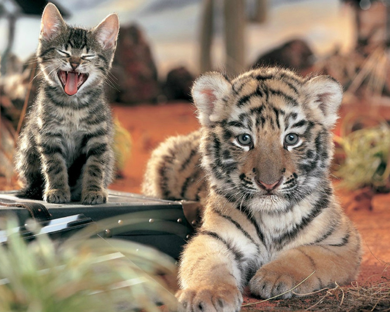 Два дальних родственника