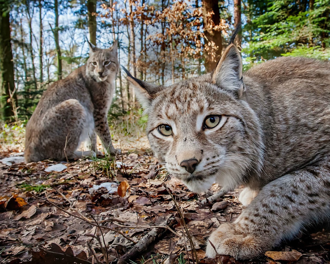 Две рыси в лесу
