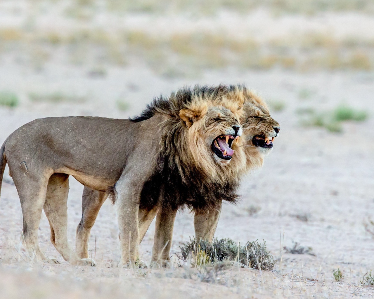 Два старых голодных льва