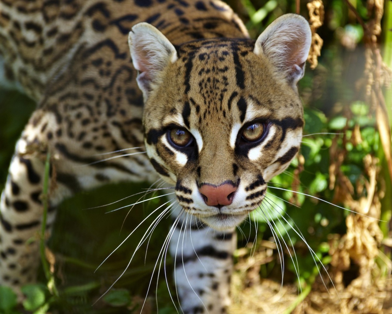 Очень красивый оцелот