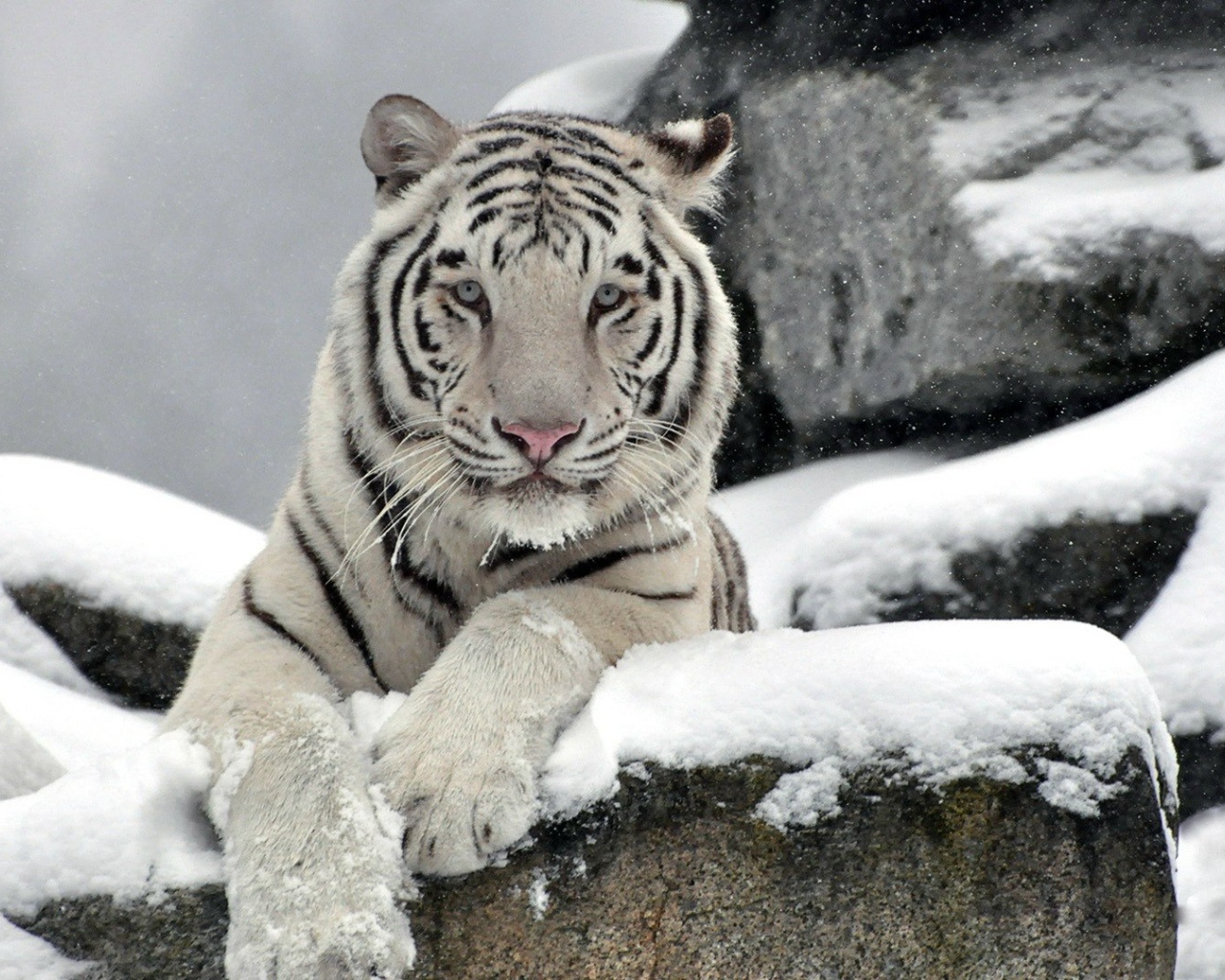 Белый тигр на снегу