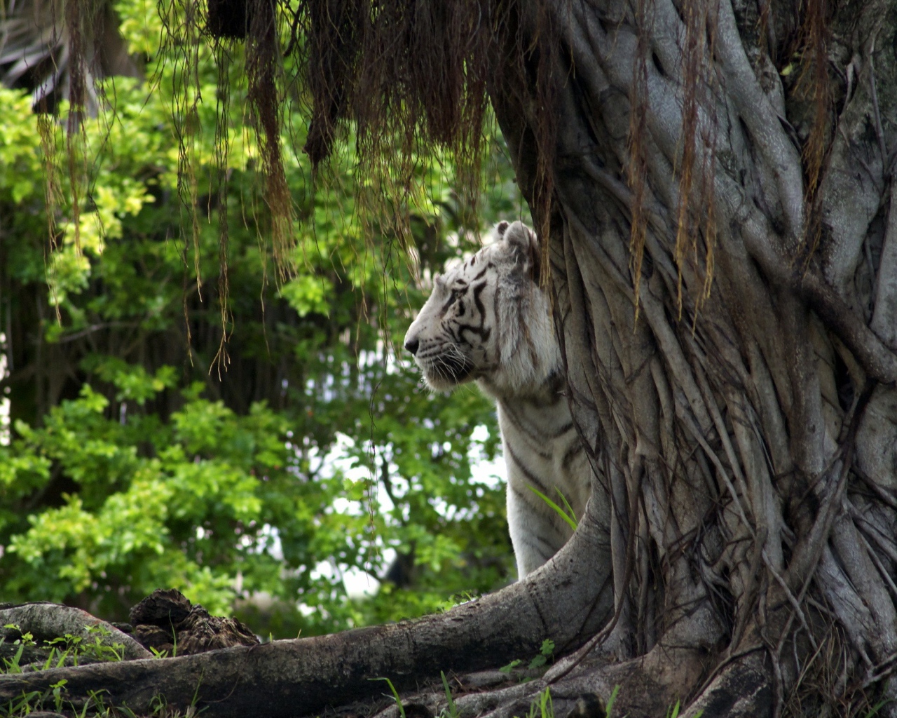 Белый тигр за деревом