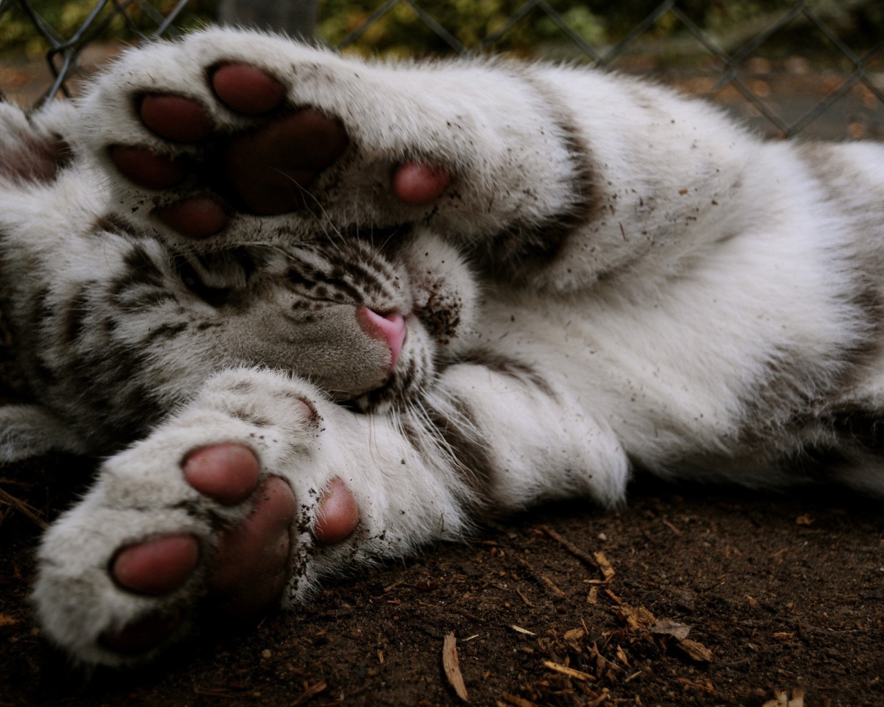 Белый тигренок прикрывает лапами мордочку