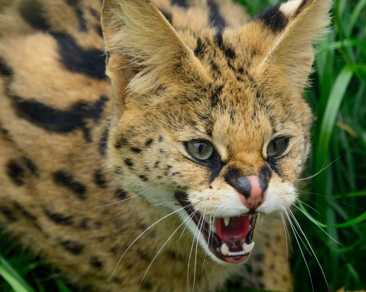 Злая дикая кошка в траве