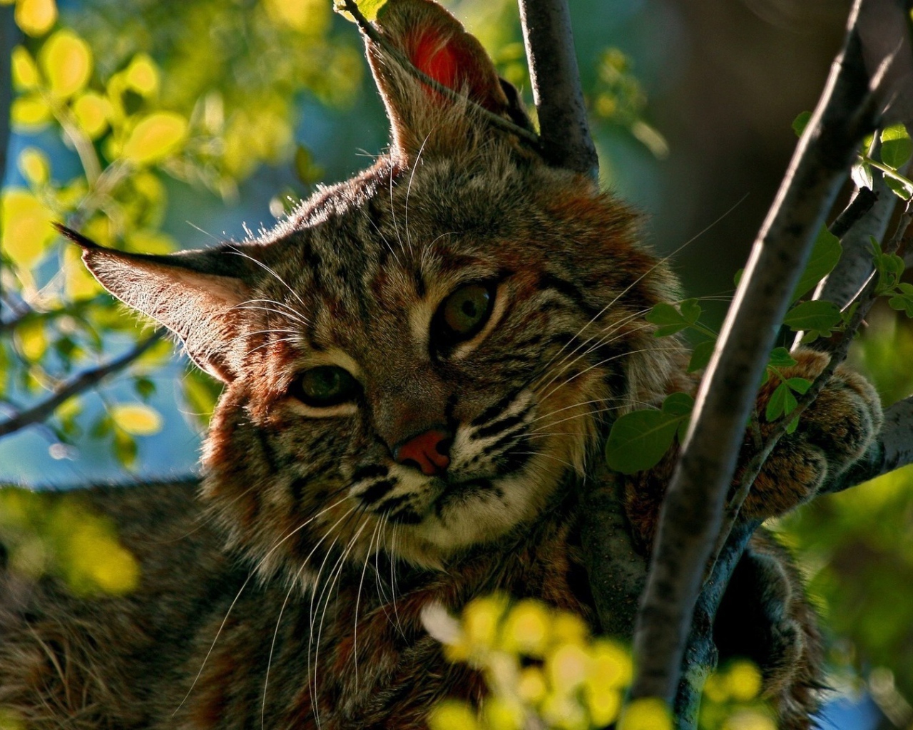 Дикий кот притаился среди зеленых веток