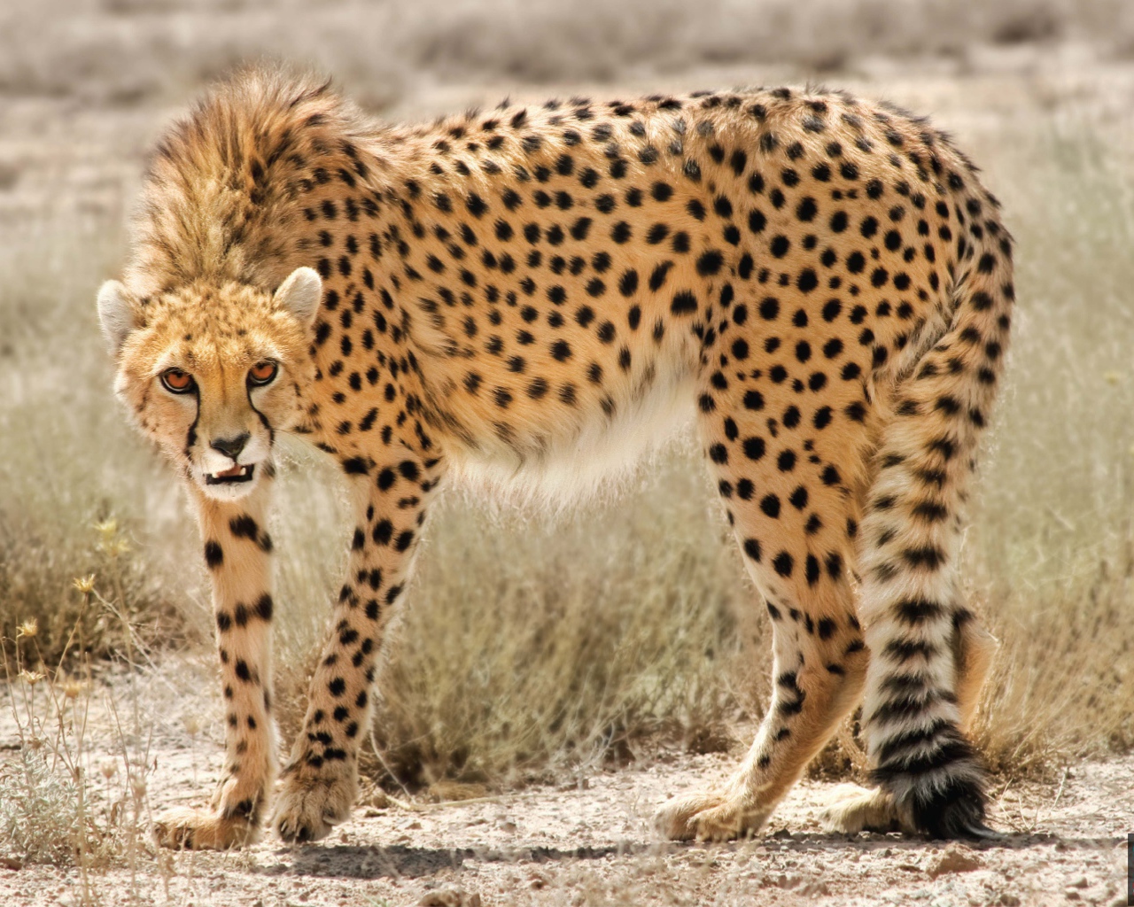 Дикая кошка в Иране