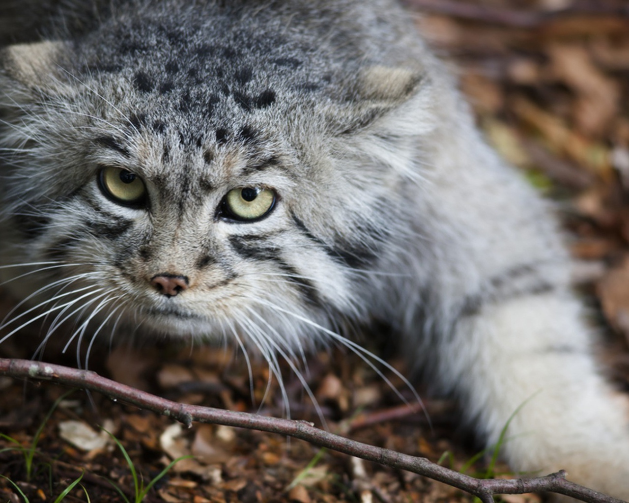 Дикий кот крадется по земле
