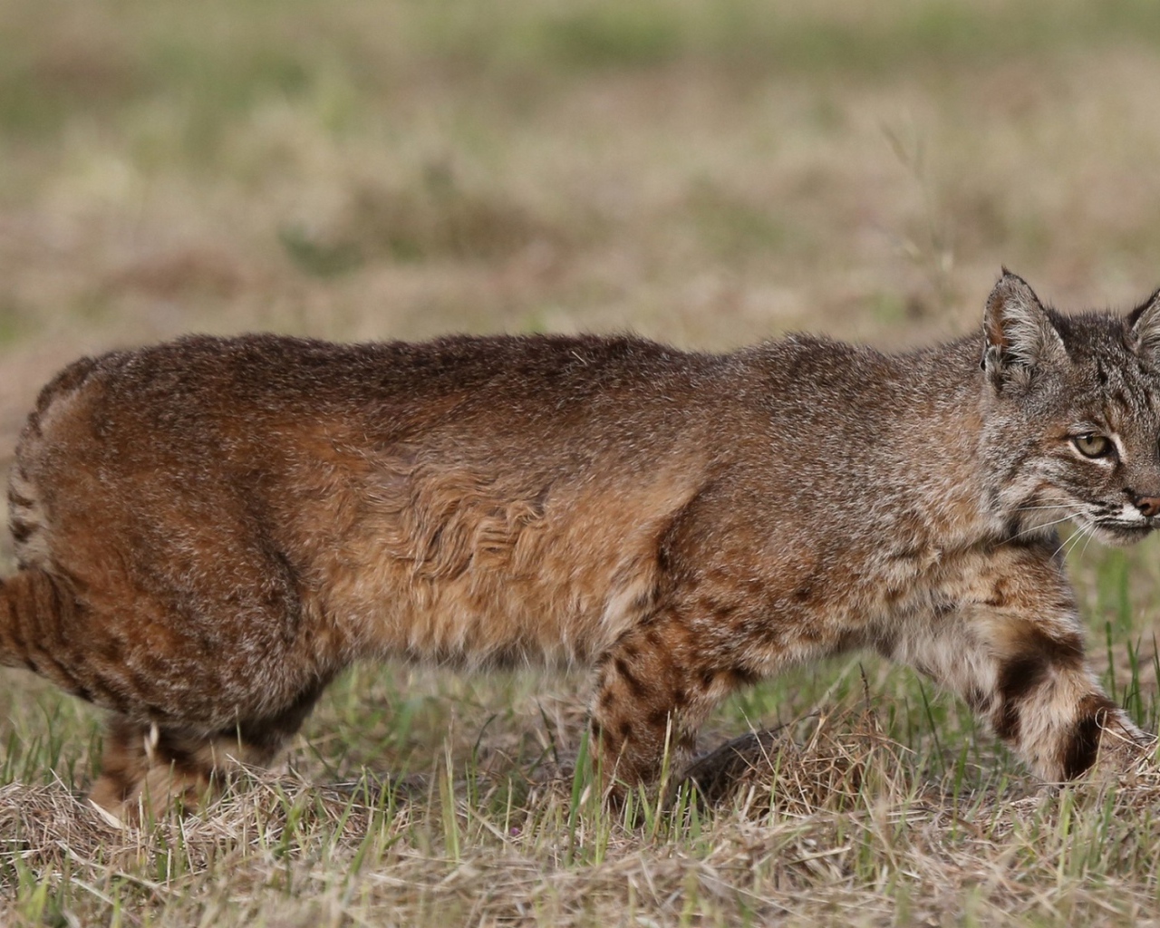 Дикая кошка идет по траве
