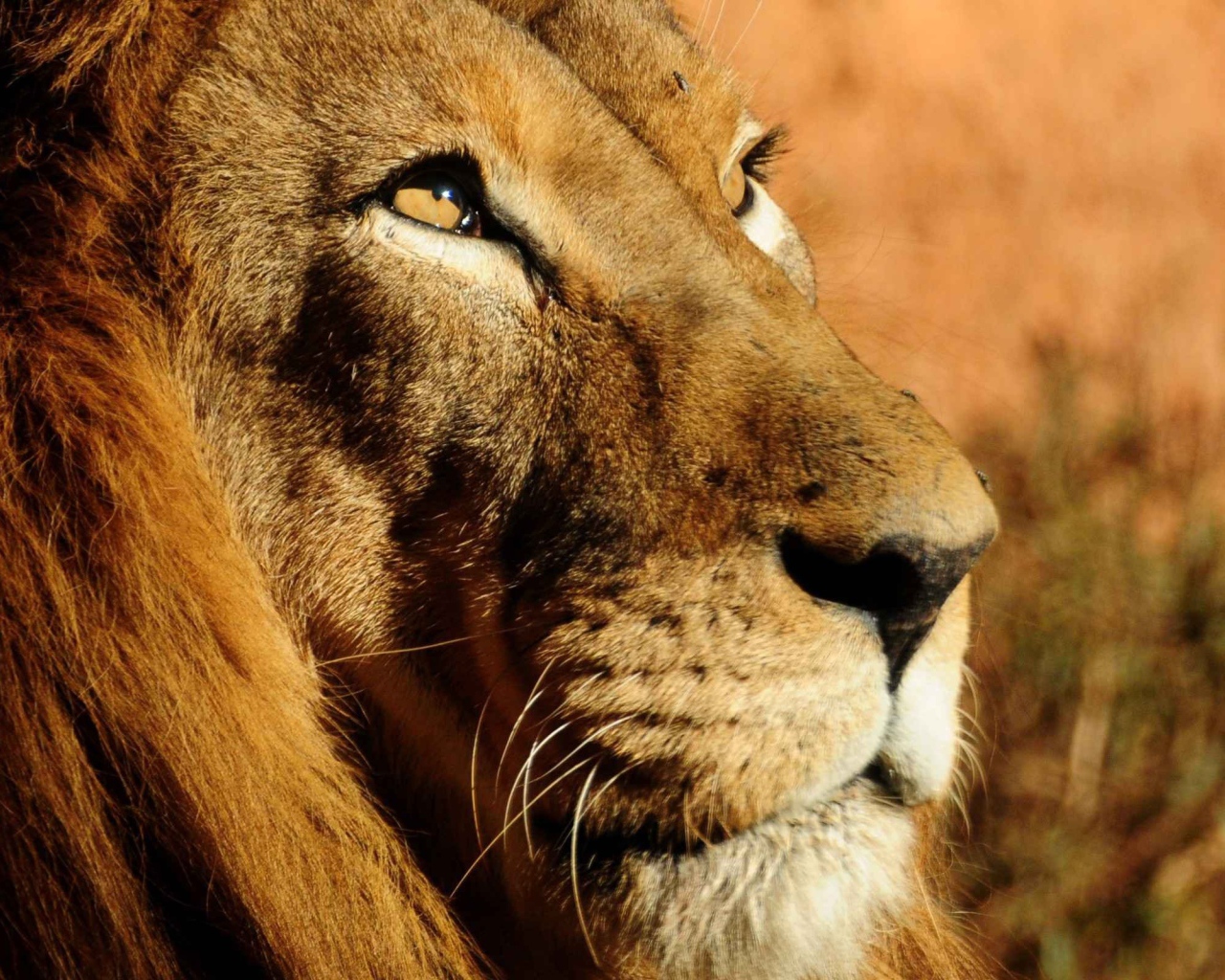 Мудрый лев смотрит вверх