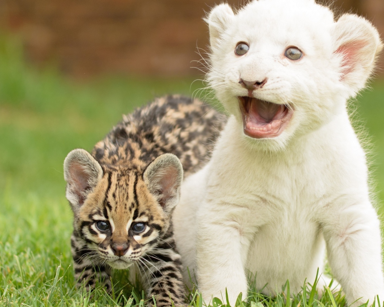 Детеныши оцелота и белого тигра