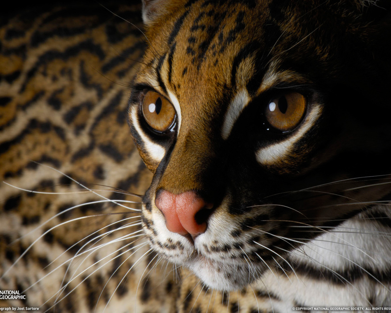 Глаза дикой кошки