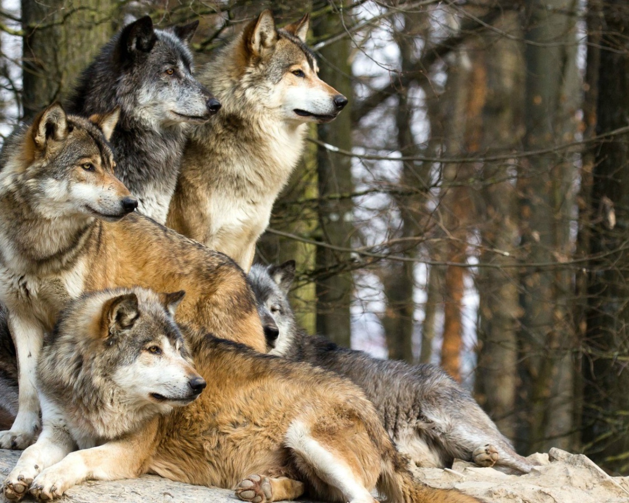Стая волков в лесу