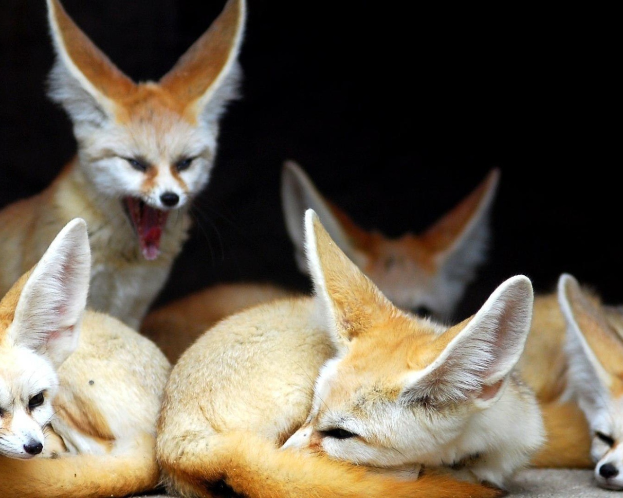 Семья лис породы фенек