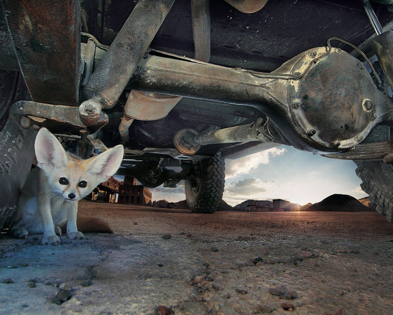 Фенек под автомобилем