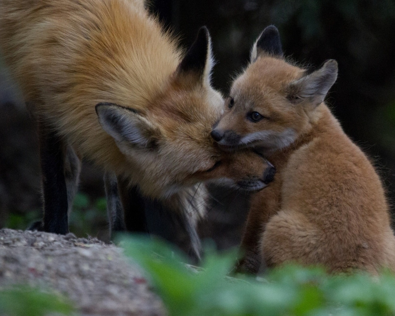 Лиса ухаживает за своим детенышем