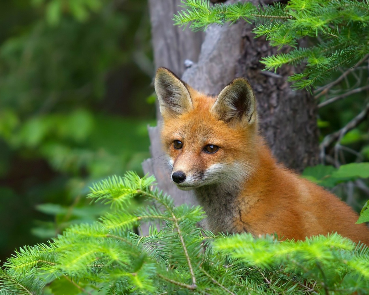 Лиса в хвойных зарослях