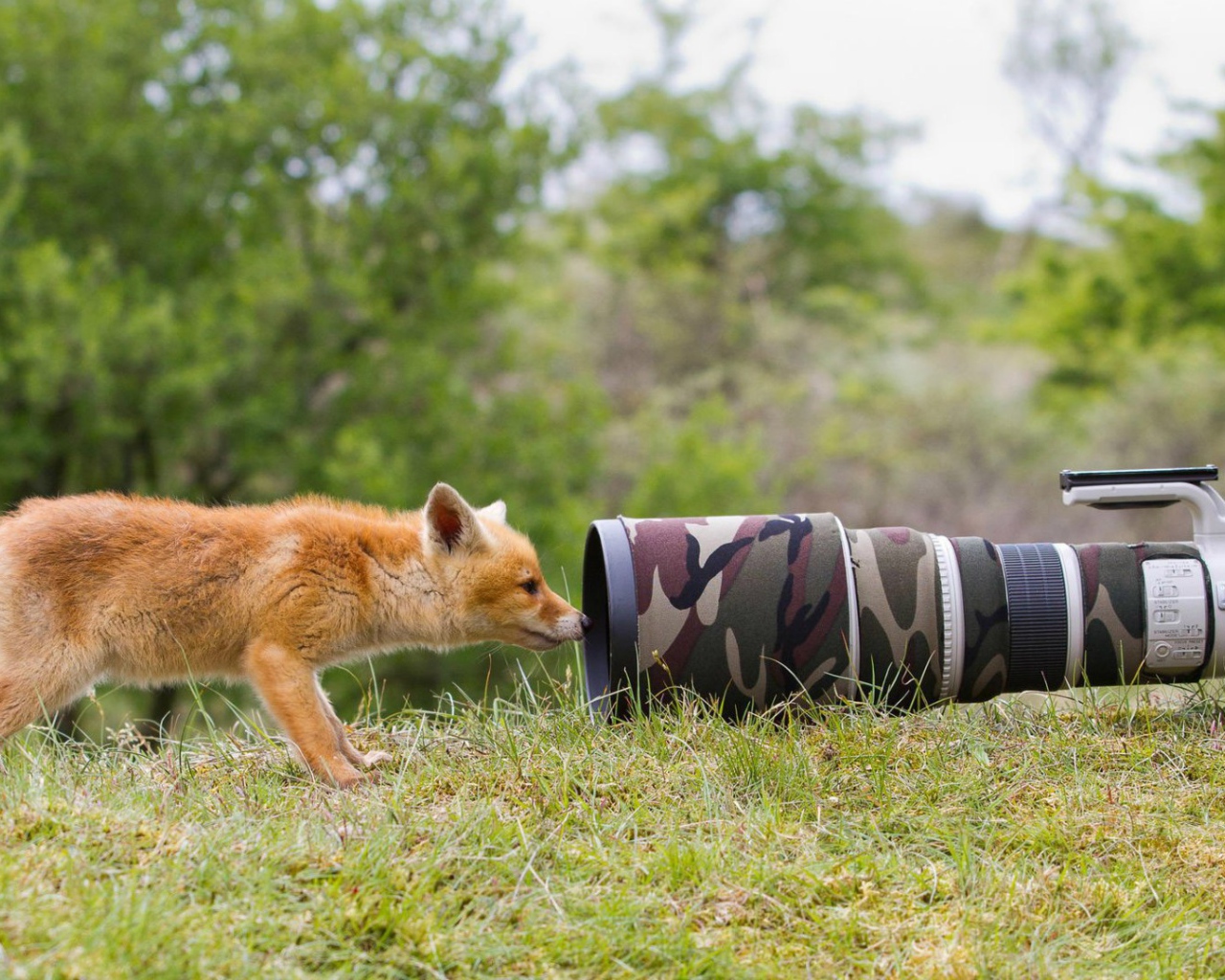 Лиса интересуется фотоаппаратом