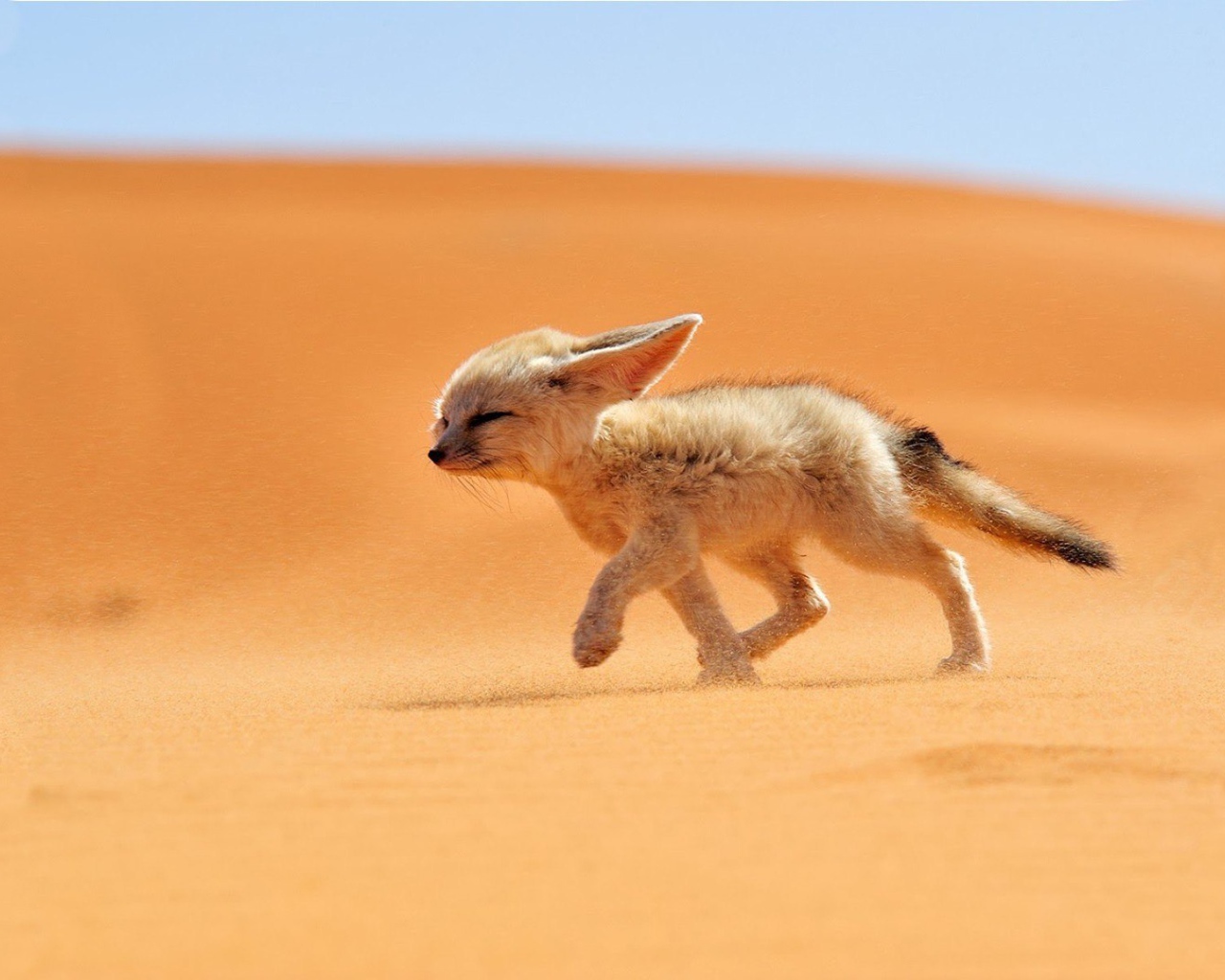 Лисенок бежит против ветра в пустыне Сахара