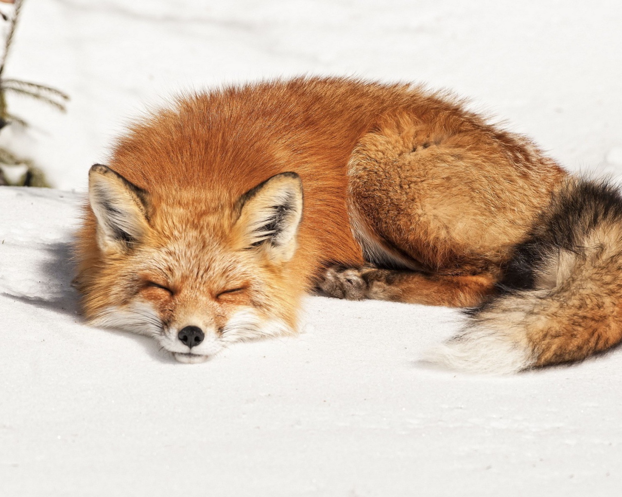 Лиса сладко спит на белом снегу