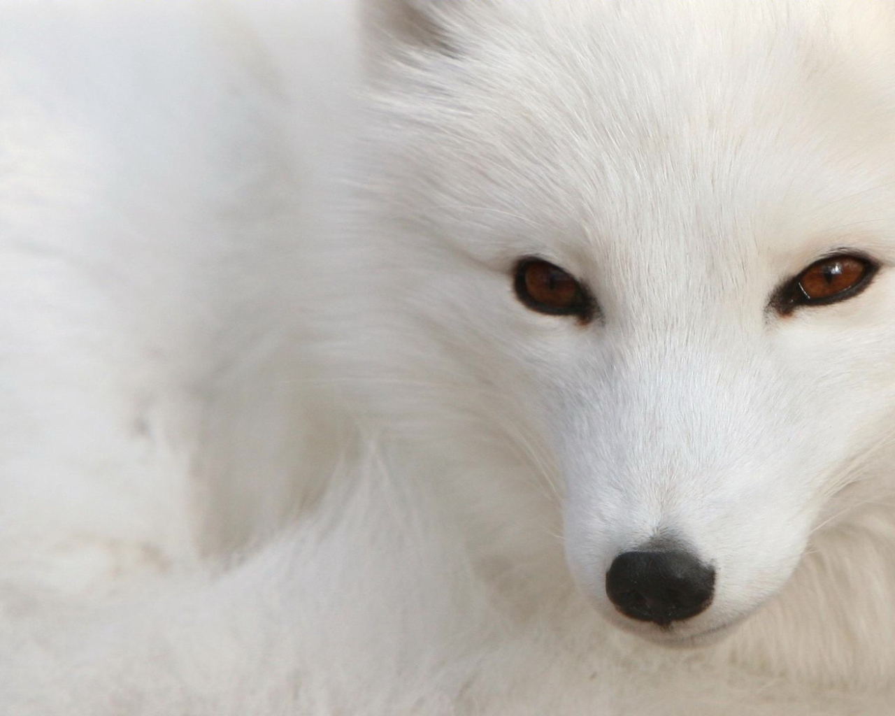 Fox with a black nose