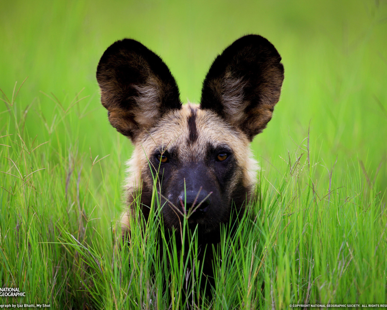 Гиена с большими ушами