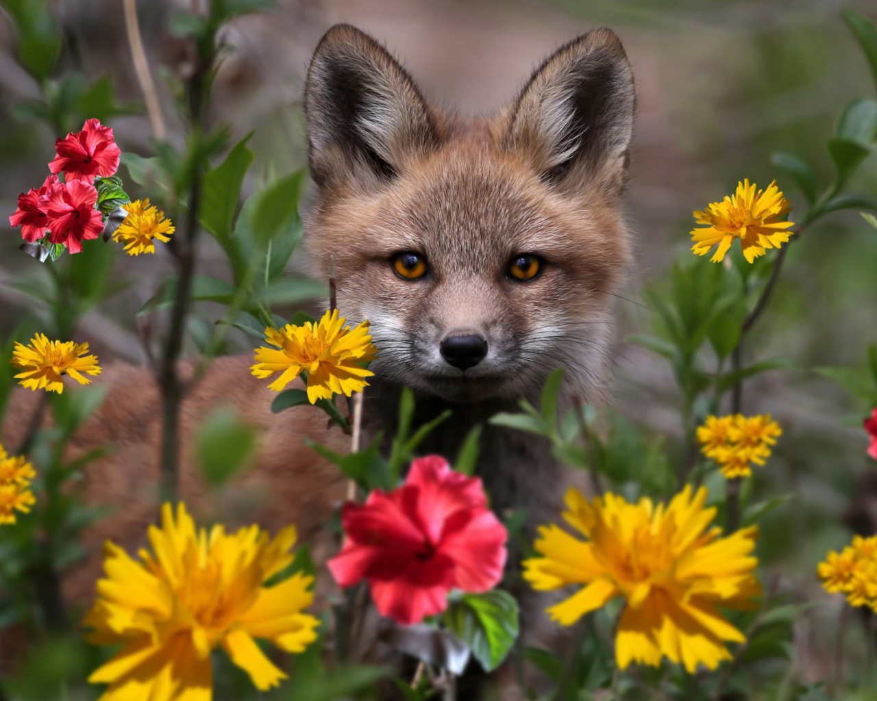 Маленький лисенок в цветнике
