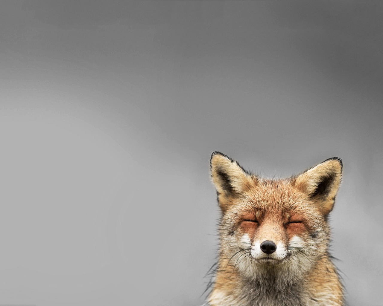 Голова лисы, серый фон