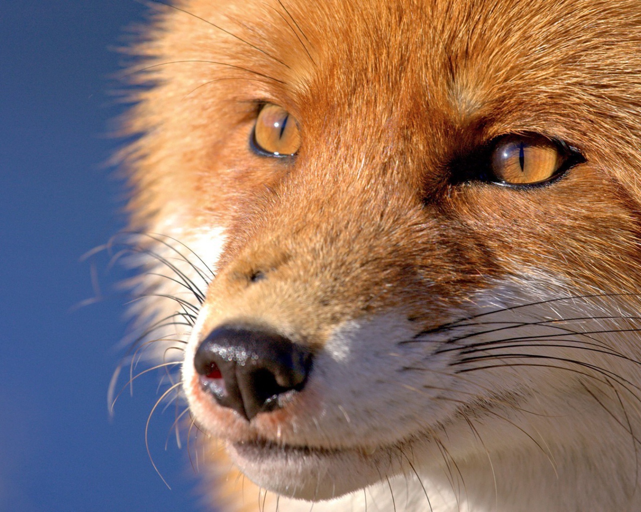 Мордочка лисы, голубой фон