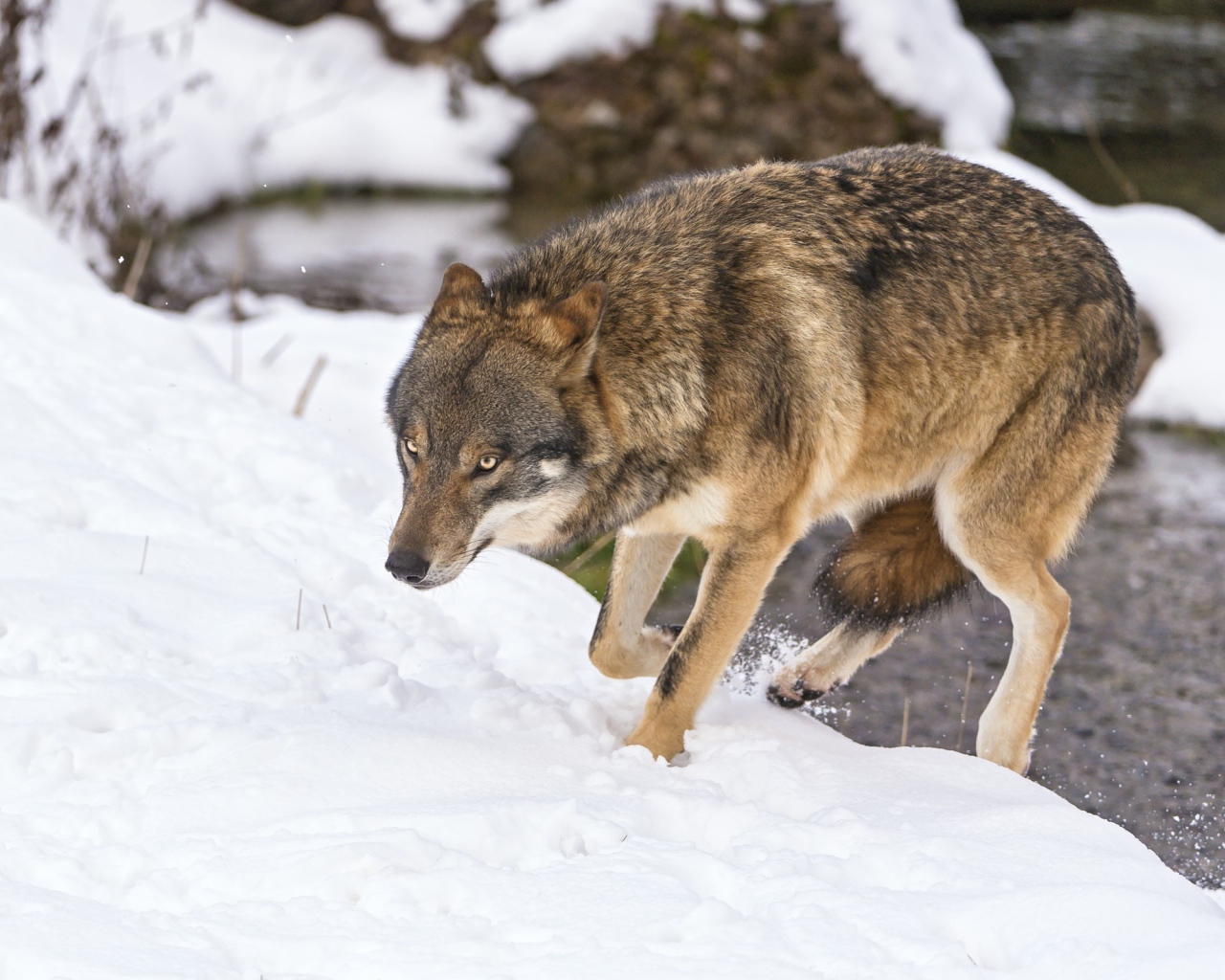 Волк с поджатым хвостом