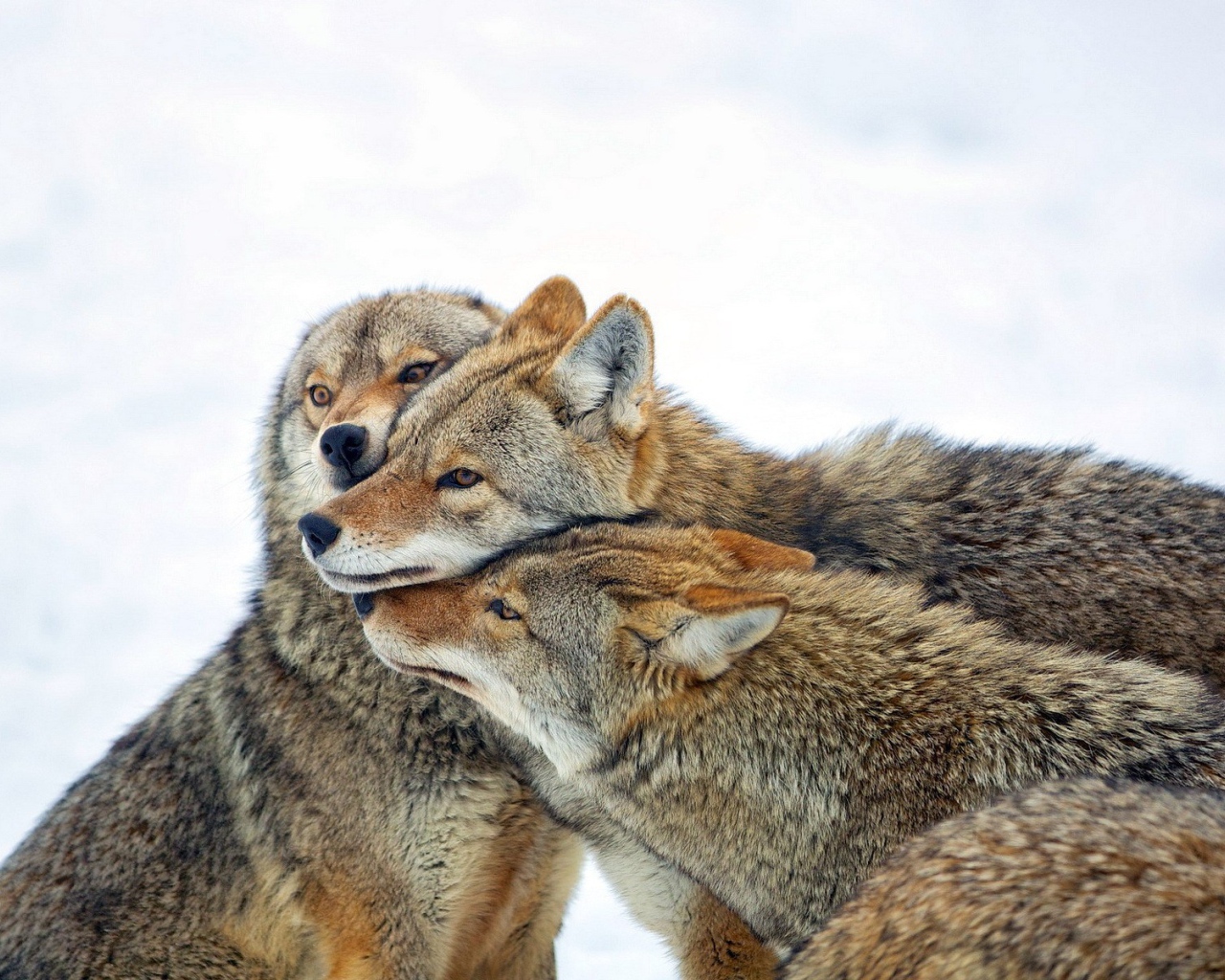 Три дружных волка
