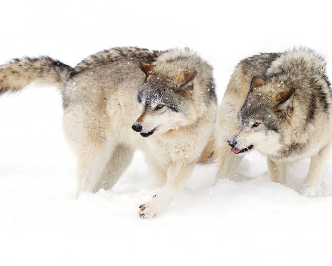 Два голодных волка на снегу