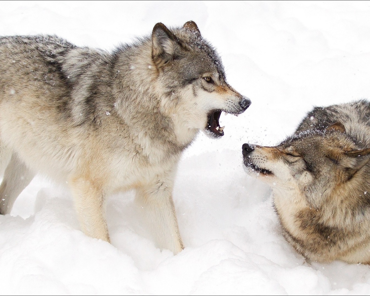 Два волка дерутся в снегу