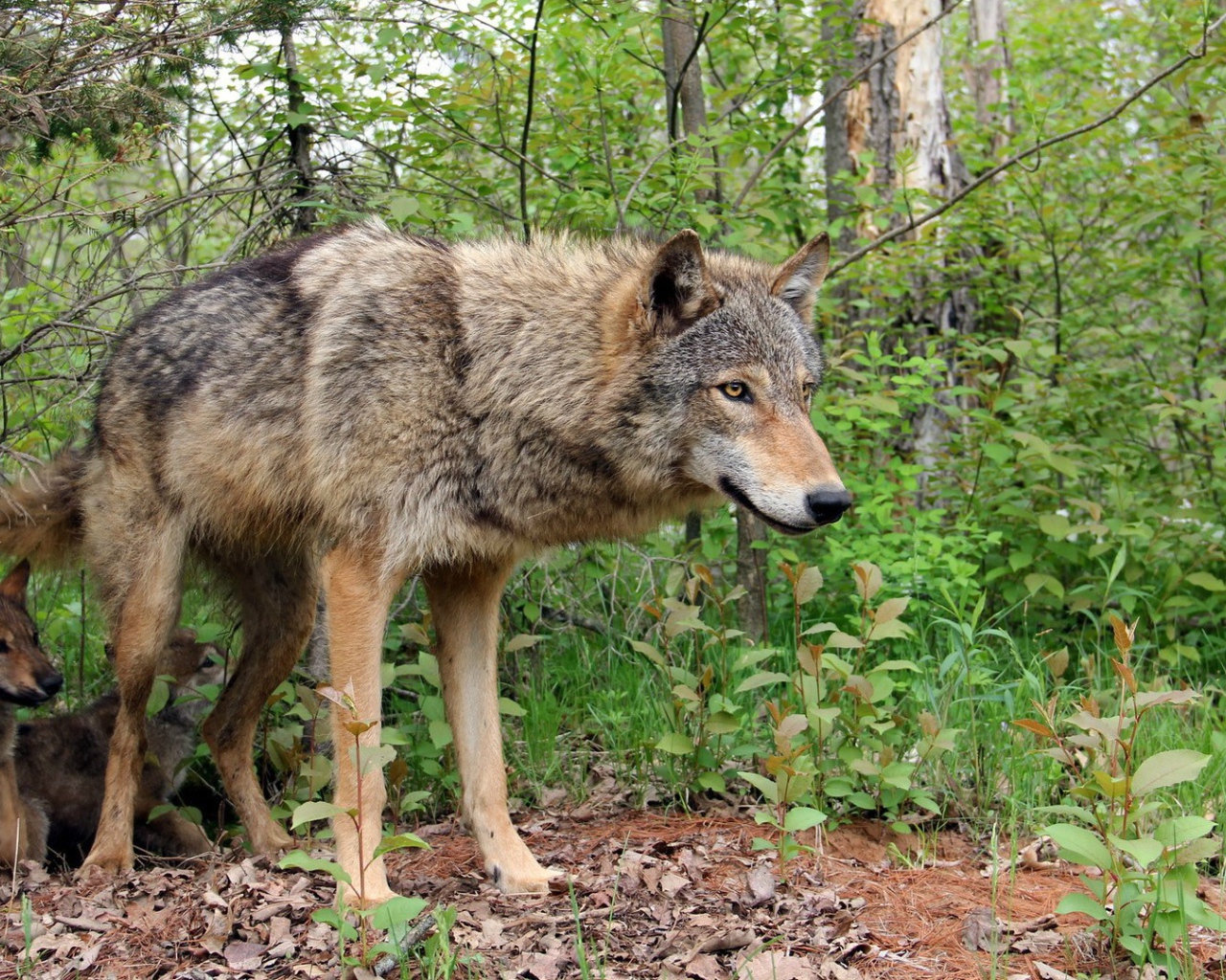 Волчица охраняет своих детей
