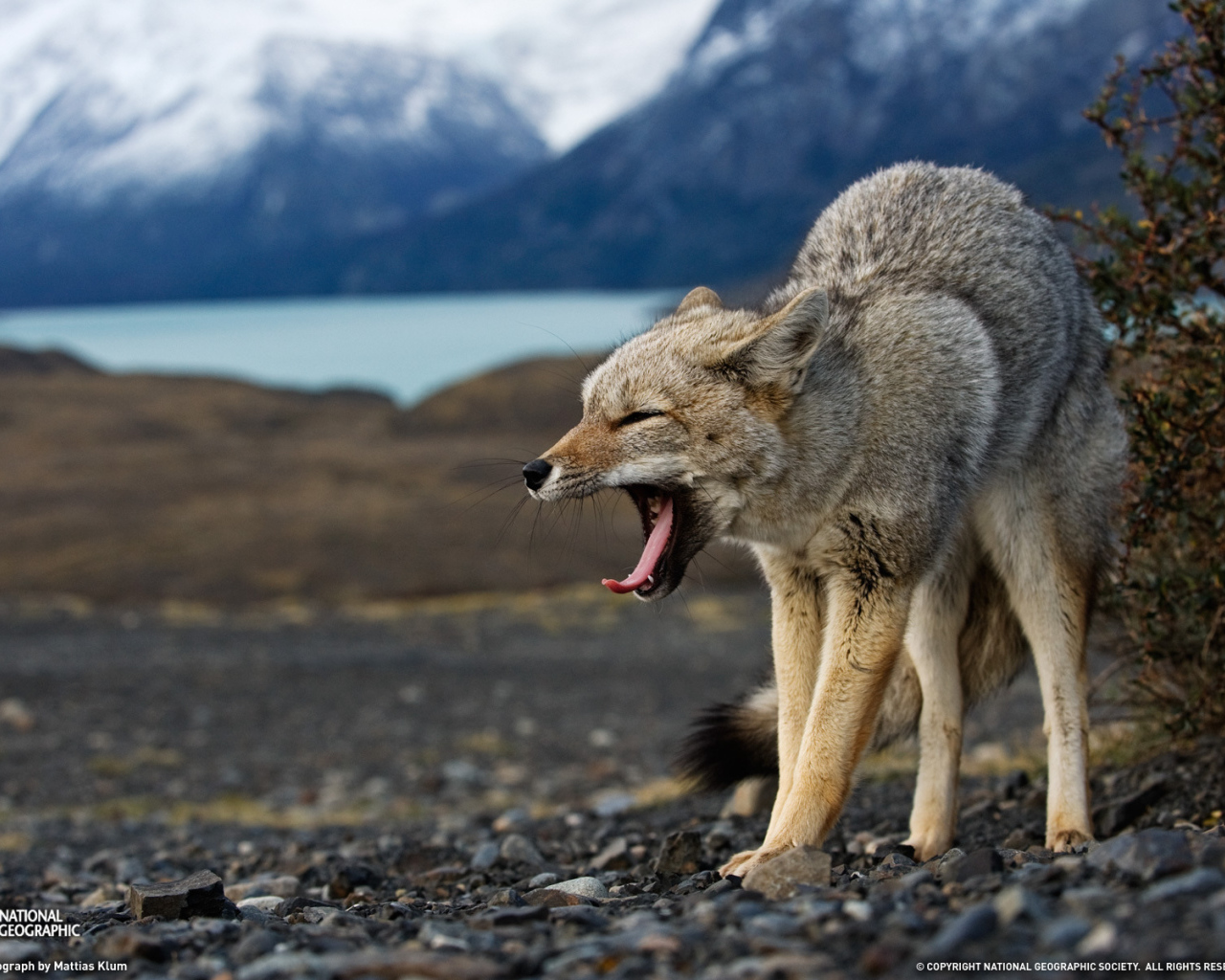 Волк в угрожающей позе