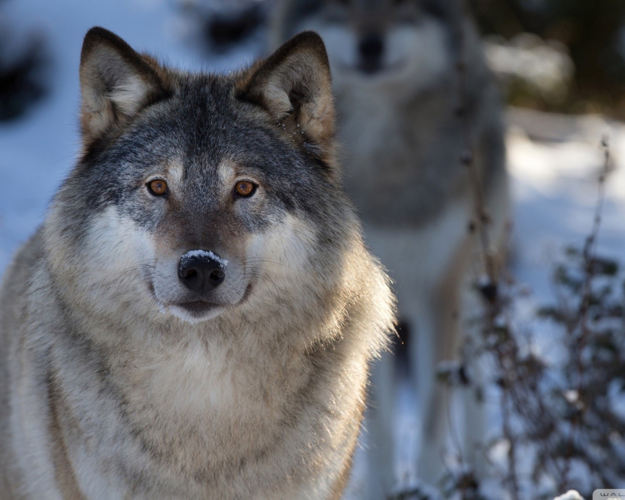 Волк в зимнем лесу