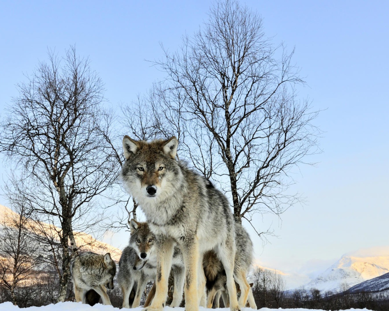 Волчица защищает своих волчат