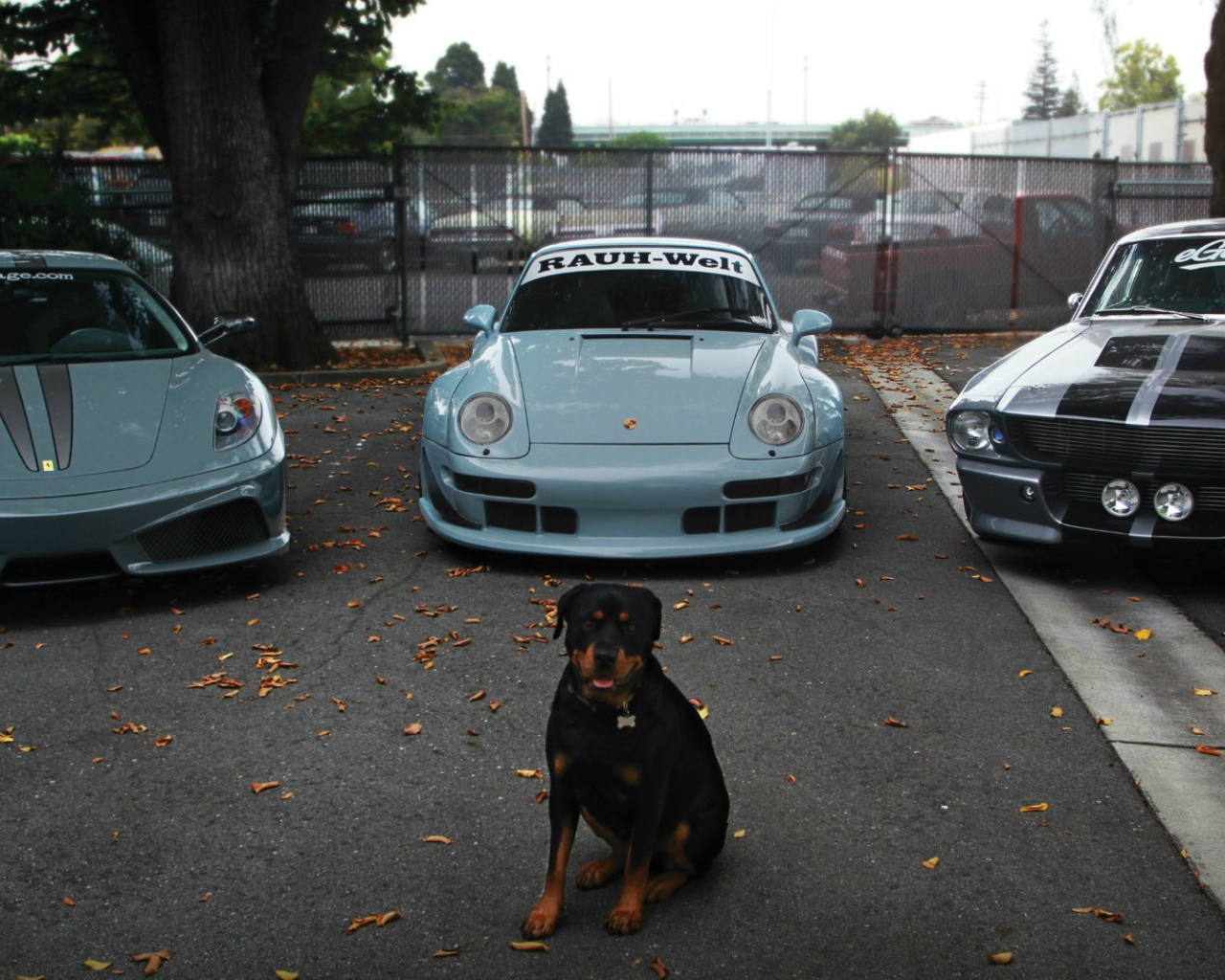 Собака охраняет дорогие авто