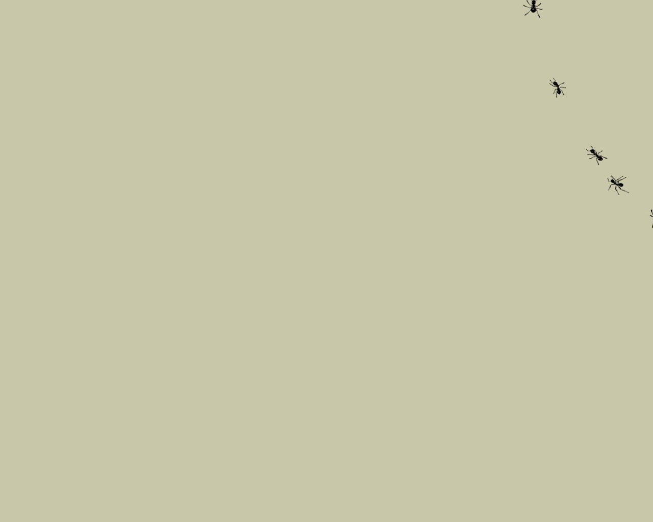 Муравьи на мониторе, серый фон