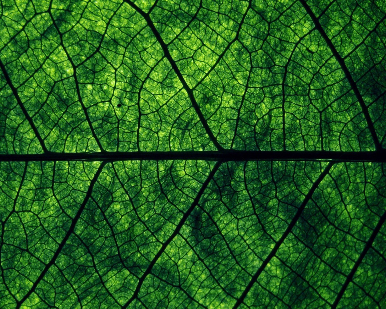 Фон зеленый лист дерева