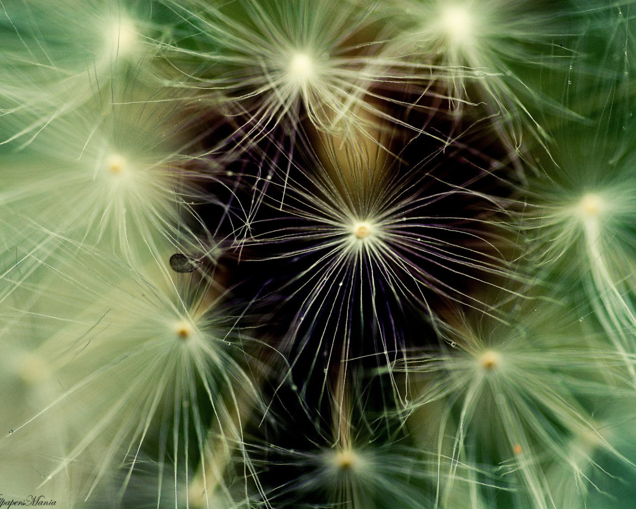 Фон из пушинок одуванчика