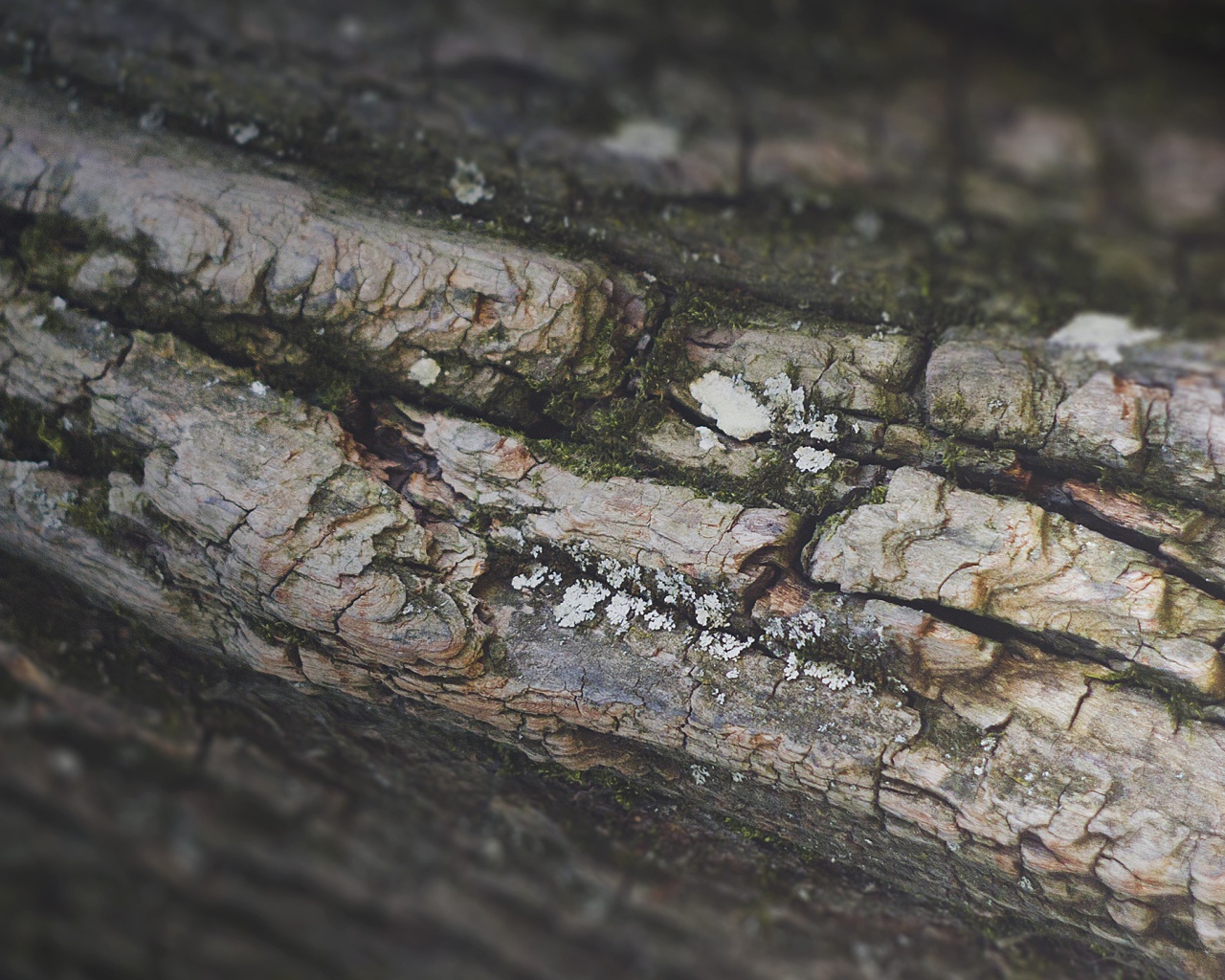 Кора дерева, фон
